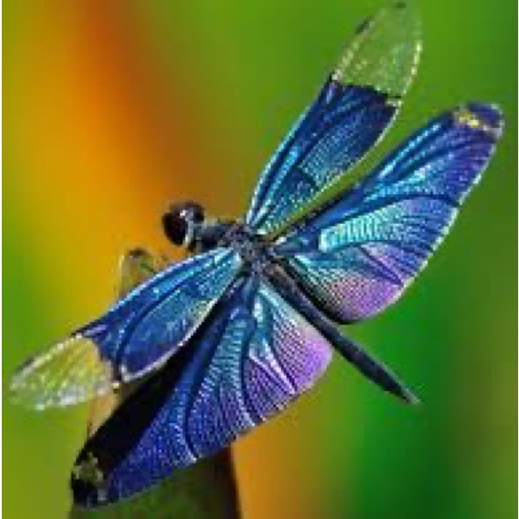 bluedragonfly52